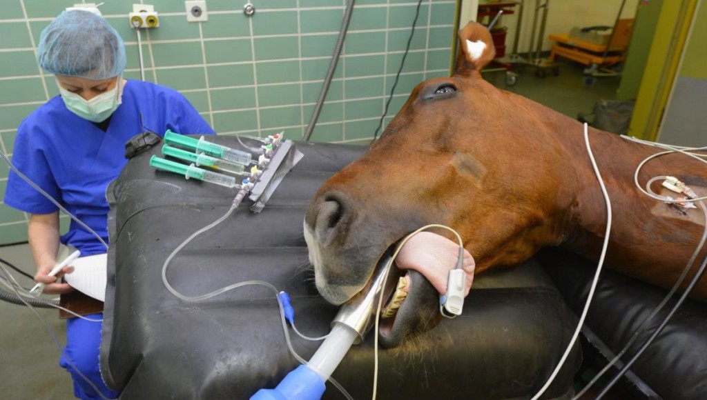 horse in surgery