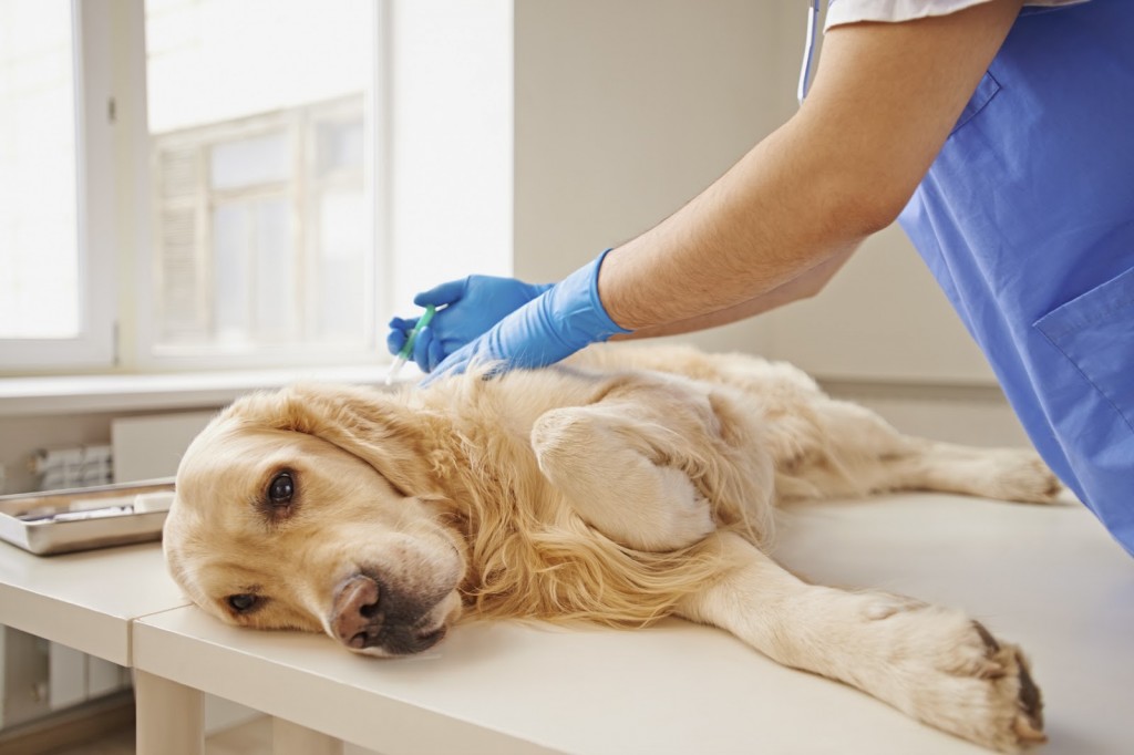 Vet dog on exam table 2