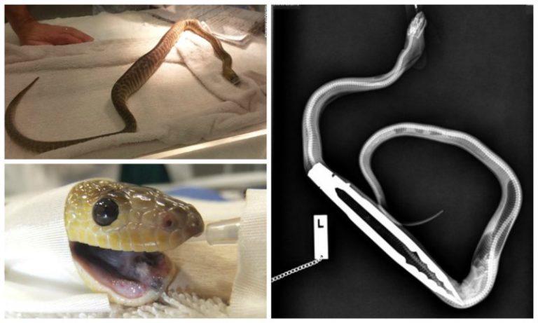Snake Winston python swallows tongs