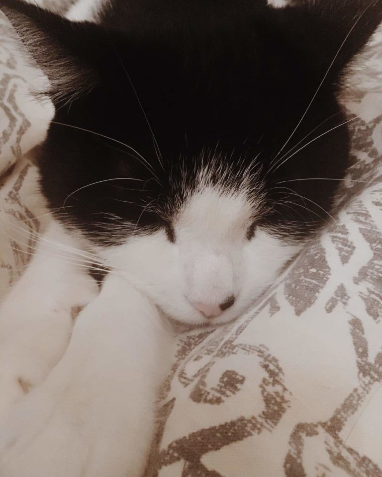 Dexter the Tuxedo Cat