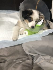 puppy with broken leg