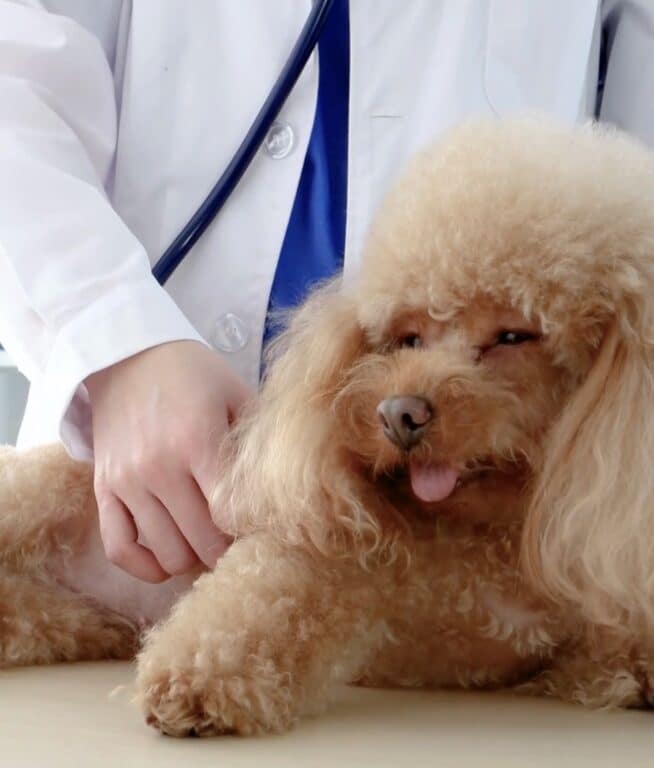 Poodle at the vet