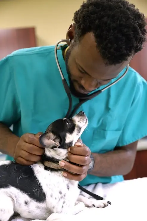 veterinarian-examining-small-dog